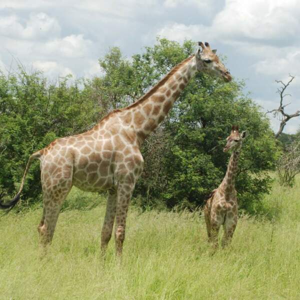 Erlebnis-Reisen Sudafrika Krüger Nationalpark Mahlzeiten Abendessen